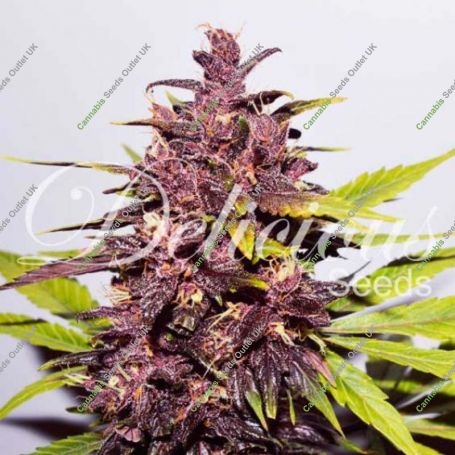 Dark Purple Auto Feminized Marijuana Strain by Delicious Seeds For Sale Online at Cannabis Seeds Outlet