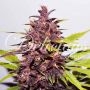 Dark Purple Auto Feminized Marijuana Strain by Delicious Seeds For Sale Online at Cannabis Seeds Outlet