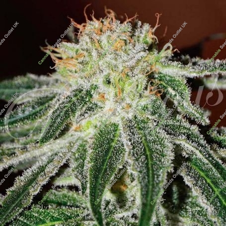 Black Russian Feminized Marijuana Strain by Delicious Seeds For Sale Online at Cannabis Seeds Outlet