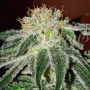 Black Russian Feminized Marijuana Strain by Delicious Seeds For Sale Online at Cannabis Seeds Outlet