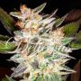 Candy Automatic Female Delicious Cannabis Seeds
