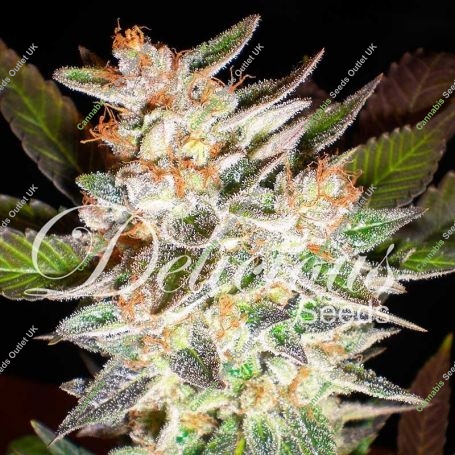 Candy Automatic Feminized Marijuana Strain by Delicious Seeds For Sale Online at Cannabis Seeds Outlet