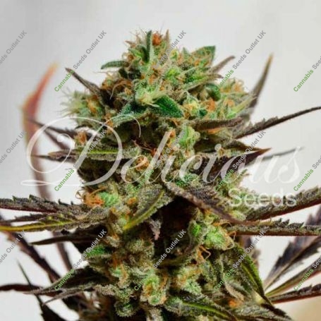 Candy Regular Marijuana Strain by Delicious Seeds For Sale Online at Cannabis Seeds Outlet