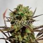 Candy Regular Marijuana Strain by Delicious Seeds For Sale Online at Cannabis Seeds Outlet
