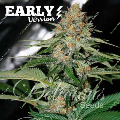 Candy Early V Feminized Marijuana Strain by Delicious Seeds For Sale Online at Cannabis Seeds Outlet