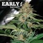 Candy Early V Feminized Marijuana Strain by Delicious Seeds For Sale Online at Cannabis Seeds Outlet