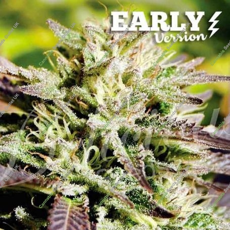Caramelo Early version Feminized Marijuana Strain by Delicious Seeds For Sale Online at Cannabis Seeds Outlet