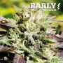 Caramelo Early version Feminized Marijuana Strain by Delicious Seeds For Sale Online at Cannabis Seeds Outlet