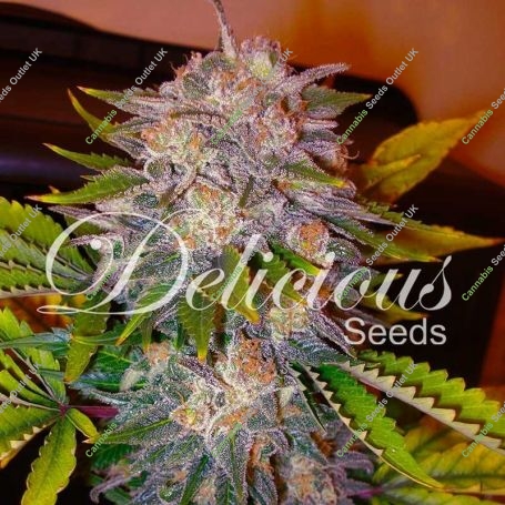 Caramelo Regular Marijuana Strain by Delicious Seeds For Sale Online at Cannabis Seeds Outlet