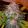 Caramelo Regular Marijuana Strain by Delicious Seeds For Sale Online at Cannabis Seeds Outlet