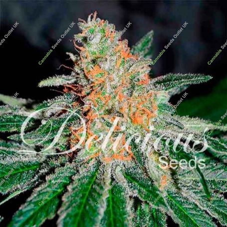 CBD Jam Feminized Marijuana Strain by Delicious Seeds For Sale Online at Cannabis Seeds Outlet
