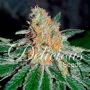 CBD Jam Feminized Marijuana Strain by Delicious Seeds For Sale Online at Cannabis Seeds Outlet