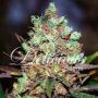 Cotton Candy Female Delicious Cannabis Seeds
