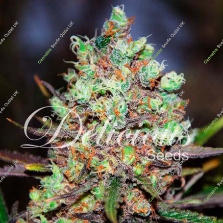Cotton Candy Kush Feminized Marijuana Strain by Delicious Seeds For Sale Online at Cannabis Seeds Outlet