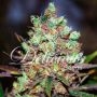 Cotton Candy Kush Feminized Marijuana Strain by Delicious Seeds For Sale Online at Cannabis Seeds Outlet