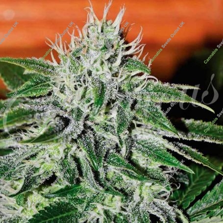Critical Jack Herer Feminized Marijuana Strain by Delicious Seeds For Sale Online at Cannabis Seeds Outlet