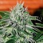 Critical Jack Herer Feminized Marijuana Strain by Delicious Seeds For Sale Online at Cannabis Seeds Outlet