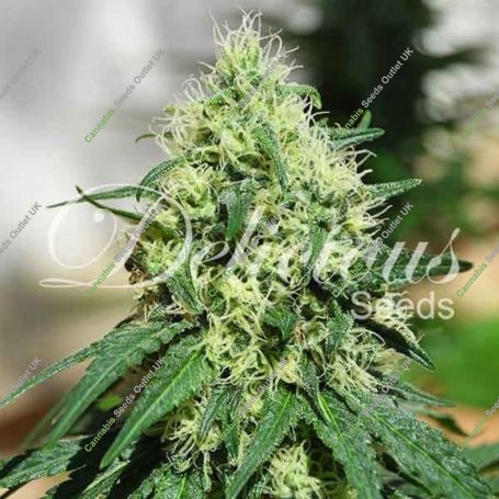 Critical Kali Mist Feminized Marijuana Strain by Delicious Seeds For Sale Online at Cannabis Seeds Outlet