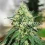 Critical Kali Mist Feminized Marijuana Strain by Delicious Seeds For Sale Online at Cannabis Seeds Outlet
