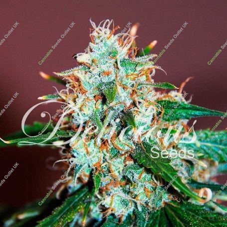 Critical Neville Haze 2.0 Feminized Marijuana Strain by Delicious Seeds For Sale Online at Cannabis Seeds Outlet