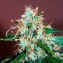 Critical Neville Haze 2.0 Feminized Marijuana Strain by Delicious Seeds For Sale Online at Cannabis Seeds Outlet
