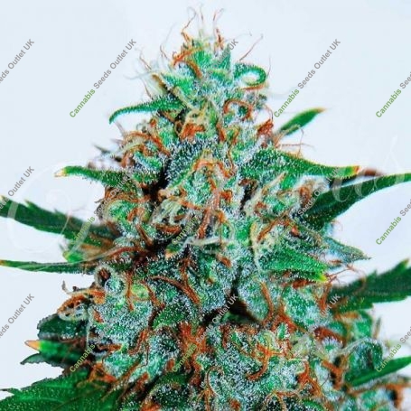 Critical Neville Haze Auto Feminized Marijuana Strain by Delicious Seeds For Sale Online at Cannabis Seeds Outlet