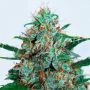 Critical Neville Haze Auto Feminized Marijuana Strain by Delicious Seeds For Sale Online at Cannabis Seeds Outlet