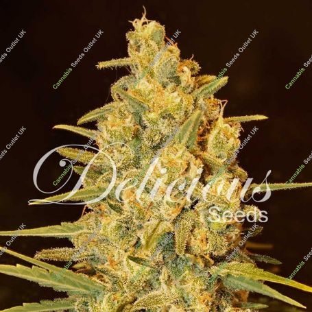 Critical Sensi Star Feminized Marijuana Strain by Delicious Seeds For Sale Online at Cannabis Seeds Outlet