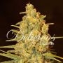 Critical Sensi Star Feminized Marijuana Strain by Delicious Seeds For Sale Online at Cannabis Seeds Outlet