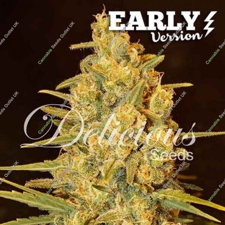 Critical Sensi Star F1 Rapid Feminized Marijuana Strain by Delicious Seeds For Sale Online at Cannabis Seeds Outlet