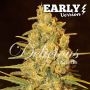 Critical Sensi Star F1 Rapid Feminized Marijuana Strain by Delicious Seeds For Sale Online at Cannabis Seeds Outlet