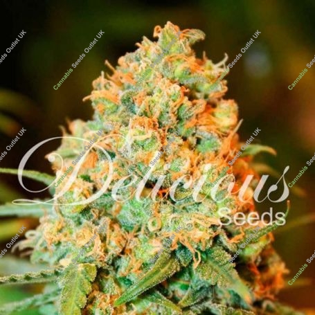 Critical Super Silver Haze Feminized Marijuana Strain by Delicious Seeds For Sale Online at Cannabis Seeds Outlet