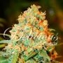 Critical Super Silver Haze Feminized Marijuana Strain by Delicious Seeds For Sale Online at Cannabis Seeds Outlet