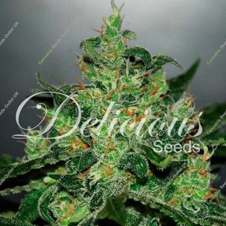 Critical x Jack Herer Auto Feminized Marijuana Strain by Delicious Seeds For Sale Online at Cannabis Seeds Outlet