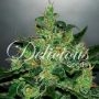 Critical x Jack Herer Auto Feminized Marijuana Strain by Delicious Seeds For Sale Online at Cannabis Seeds Outlet