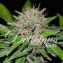 Deep Mandarine Female Delicious Cannabis Seeds