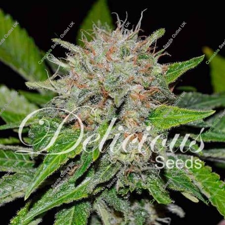 Deep Mandarine Feminized Marijuana Strain by Delicious Seeds For Sale Online at Cannabis Seeds Outlet