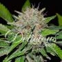 Deep Mandarine Feminized Marijuana Strain by Delicious Seeds For Sale Online at Cannabis Seeds Outlet