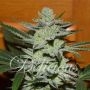 Desconocida Kush Regular Marijuana Strain by Delicious Seeds For Sale Online at Cannabis Seeds Outlet