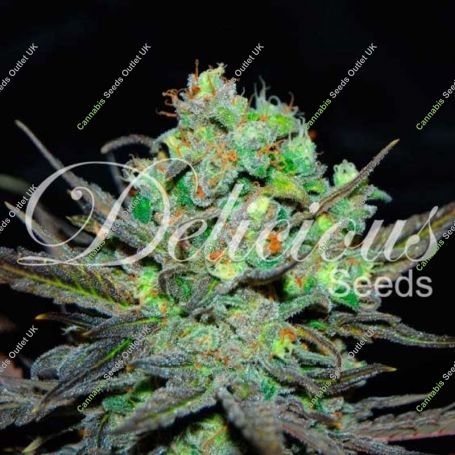 Eleven Roses Feminized Marijuana Strain by Delicious Seeds For Sale Online at Cannabis Seeds Outlet