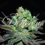 Eleven Roses Feminized Marijuana Strain by Delicious Seeds For Sale Online at Cannabis Seeds Outlet