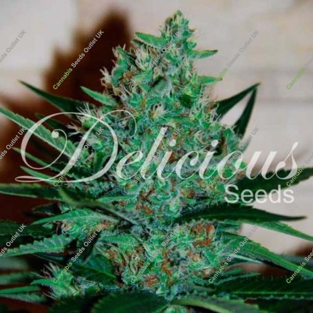 Fruity Chronic Juice Feminized Marijuana Strain by Delicious Seeds For Sale Online at Cannabis Seeds Outlet