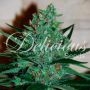 Fruity Chronic Juice Feminized Marijuana Strain by Delicious Seeds For Sale Online at Cannabis Seeds Outlet