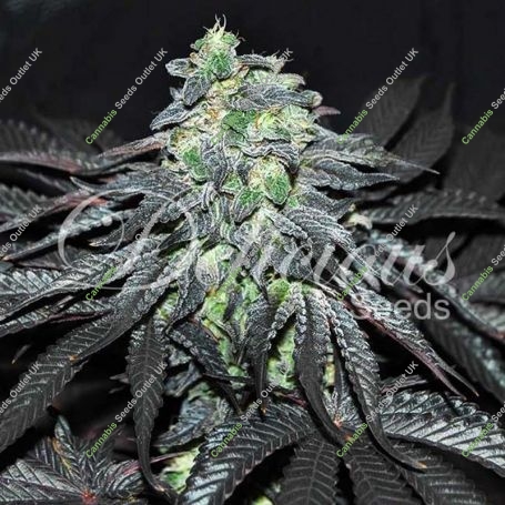 Golosa Feminized Marijuana Strain by Delicious Seeds For Sale Online at Cannabis Seeds Outlet