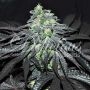 Golosa Feminized Marijuana Strain by Delicious Seeds For Sale Online at Cannabis Seeds Outlet