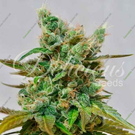 Honey Bells Feminized Marijuana Strain by Delicious Seeds For Sale Online at Cannabis Seeds Outlet
