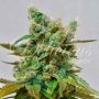 Honey Bells Feminized Marijuana Strain by Delicious Seeds For Sale Online at Cannabis Seeds Outlet