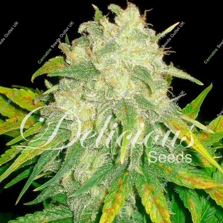 Il Diavolo Auto. Feminized Marijuana Strain by Delicious Seeds For Sale Online at Cannabis Seeds Outlet