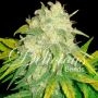 Il Diavolo Auto. Feminized Marijuana Strain by Delicious Seeds For Sale Online at Cannabis Seeds Outlet