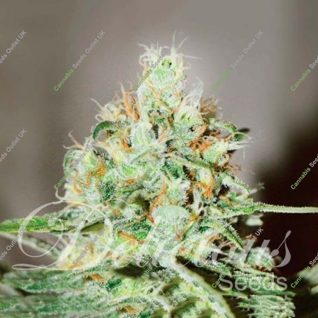 Jagg Kush Feminized Marijuana Strain by Delicious Seeds For Sale Online at Cannabis Seeds Outlet